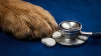 Animal paw with stethoscope and pills on blue background. Veterinary care, pet health examination, and medical treatment concept for animal clinics.