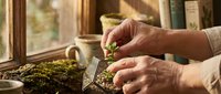 Mature hands harvesting fresh herbs near a sunny window with dried plants and ceramic vessels for culinary and wellness projects.