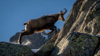 Mountain goat leaping between rocky cliffs against clear blue sky demonstrating agility and strength in natural alpine habitat for wildlife photography.