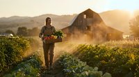 Young African American male farmer carrying wooden crate of fresh vegetables walking through organic farm field at golden hour sunset with barn background.