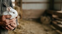 Farmer holding white rabbit in hands at farm barn, agricultural livestock care and animal husbandry concept for farming industry.