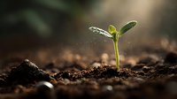 Young seedling sprouting from rich soil with water droplets glistening in warm sunlight, symbolizing growth, new beginnings, and environmental sustainability.