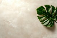 Fresh monstera leaf on light marble background with copy space for text. Natural minimal composition for social media, blogs and creative design.