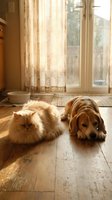 Fluffy orange cat and brown dog resting together on wooden floor in sunny living room with warm natural light streaming through window curtains.