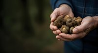 Farmer holding freshly harvested potatoes in hands, agricultural produce and organic farming concept for food industry and gardening projects.