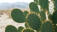 Prickly pear cactus with green paddles and sharp spines growing in arid desert landscape with mountains in background, suitable for nature, botanical, and travel design projects.