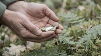 Senior man cupped hands holding small white mushrooms in forest setting with ferns. Nature foraging and outdoor exploration concept for educational content.