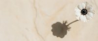 White anemone flower with dramatic shadow on beige marble stone surface, top view flat lay, minimal botanical composition for home decor.