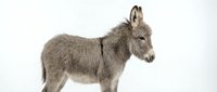 Adorable gray donkey foal standing in profile on white background, isolated farm animal perfect for educational materials and design projects.