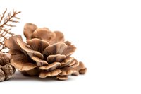 Brown oyster mushrooms cluster with delicate gills and thin stems on white background, showcasing natural texture and detail for culinary or botanical content.