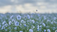 Delicate blue flax flowers blooming in agricultural field with soft bokeh background creating peaceful natural landscape for wellness and organic farming concepts.