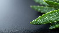 Fresh green bamboo leaves with water drops on dark background, natural zen composition for spa and wellness design, macro photography with selective focus.