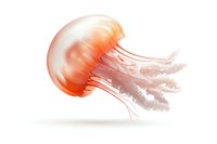 Graceful orange jellyfish floating in soft light, translucent tentacles flowing with ethereal movement against white background, isolated marine wildlife illustration.