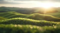 Sunlit moss on rolling hills creates dreamy landscape at golden hour. Soft focus nature background with gentle curves and morning dew highlights peaceful scenery.