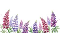 Watercolor lupine flowers in pink and purple hues with green leaves on white background, botanical floral border design for spring garden projects.