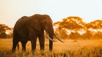 Majestic elephant walking through golden savanna grassland during sunset, wildlife photography for nature and travel content.