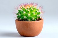 Green spiky cactus with pink thorns growing in terracotta pot against light background, decorative houseplant for interior design and home gardening.