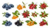 Young blueberries, sea buckthorn berries, red currants and rowan berries with green leaves isolated on white background for culinary and design projects.