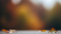 Autumn leaves scattered on concrete surface with warm bokeh background creating seasonal atmosphere for fall marketing campaigns.
