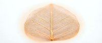 Delicate skeletal leaf structure with translucent golden-brown veining isolated on white background, suitable for botanical design, nature artwork, and educational materials.