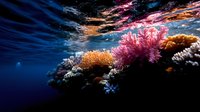 Vibrant coral reef ecosystem with colorful soft corals and hard corals thriving in crystal clear tropical ocean waters under dramatic sunlight rays.