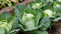 Fresh green cabbage growing in vegetable garden, close up view of organic produce with textured leaves and rich soil background, natural farming concept.