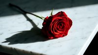 Single red rose lying on white marble surface with dramatic shadow, evoking romance, love, and elegance for Valentine's Day.