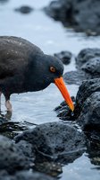 Black oystercatcher bird with bright orange beak foraging among wet rocks on coastal shoreline with water droplets and natural habitat background.