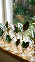 Rubber plant cuttings in glass jars on wooden windowsill for home propagation and indoor gardening projects.