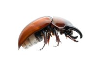 Side view of rhinoceros beetle with glossy brown shell and prominent horn isolated on white background, showcasing detailed insect anatomy.
