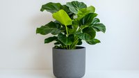 Monstera deliciosa plant with large glossy green leaves growing in modern gray concrete planter against white wall, minimalist home decor and indoor gardening.