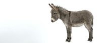 Gray donkey standing in profile on white background isolated for farm animal designs and educational materials.