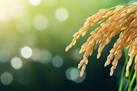 Golden rice grain panicles hanging against blurred green bokeh background with soft sunlight, close-up macro view showing agricultural crop details.