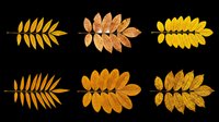 Six autumn rowan leaves in golden and orange tones, isolated on transparent background. Ready for fall clipart, stickers, t-shirt design, and print on demand.