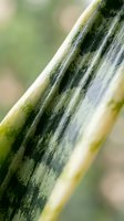Close-up macro shot of fresh green zucchini with natural striped pattern and smooth skin texture, organic vegetable harvest for healthy cooking and nutrition.