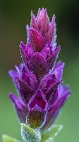Macro shot of purple lavender flower head covered in morning dew drops against blurred green background, showing intricate natural details and water droplets.