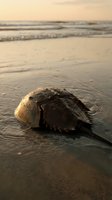 Horseshoe crab on wet sand beach at sunset with gentle waves and golden light creating peaceful coastal scene for marine biology and nature content.
