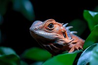 Closeup of brown iguana head resting on green leaf with dark blurred background, showing detailed scales and eye, suitable for wildlife and nature content.