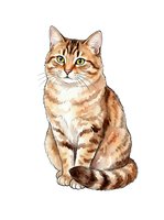 Tabby cat with orange and brown striped coat, green eyes, and white chest sitting upright on isolated white background, ready for design projects, clipart, and merchandise applications.