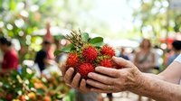 Farmer holding fresh rambutan fruits in hands at harvest time outdoors. Tropical fruit farming and agriculture concept for food production and organic farming.