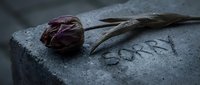 Withered tulip resting on a gray stone with the word Sorry carved into it, symbolizing regret, apology, and grief in a moody, dark tone.