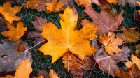 Vibrant yellow maple leaf stands out among fallen autumn foliage on green grass, showcasing seasonal change in nature.