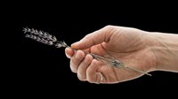 Caucasian hand holding dried lavender sprigs isolated on transparent background, ready for design use on t-shirts, clipart, stickers, print-on-demand products, and sublimation projects.