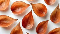 Orange dried physalis husks arranged in pattern on white background, showing delicate vein texture and natural translucent glow. Isolated botanical elements.