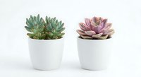 Two colorful succulent plants in white ceramic pots on clean background. Green and pink rosette shaped houseplants for home decor and gardening projects.