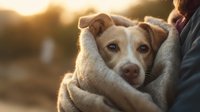 Small mixed breed dog wrapped in cozy blanket held by owner during golden hour sunset creating warm intimate pet care moment for comfort and bonding concepts.