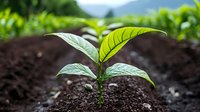 Young green plant seedling growing in rich dark soil with water drops on leaves, showing new life and growth in natural environment with blurred garden background.