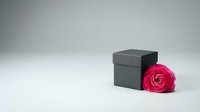 Elegant black gift box with vibrant pink ranunculus flower on white background for romantic occasions, Valentine's Day, anniversaries and special celebrations.