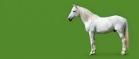 White horse standing in profile pose isolated on green background for easy removal and design projects.