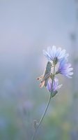 Grasshopper perched on purple wildflower in soft morning light with dreamy bokeh background creating peaceful nature scene for wellness and mindfulness content.